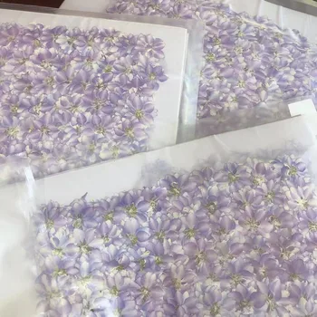 2500pcs Naturale, Uscate, Presate Lumina Violet Consolida Ajacis Plante cu Flori Ierbar Pentru Bijuterii Caz de Telefon Marcaj carte Poștală DIY