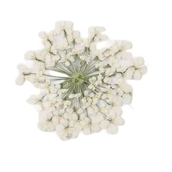 Dantelă albă / Zăpadă / Minoice Uscate, Flori Artificiale Pentru Decorarea Unghiilor Transport Gratuit 1 lot/120pcs